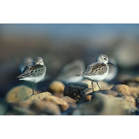 Western Sandpipers Black Modern Wood Framed Art Print with Double Matting by Fitzharris, Tim