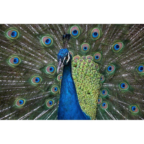 Peacock I Black Modern Wood Framed Art Print with Double Matting by Fitzharris, Tim