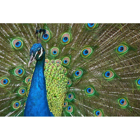 Peacock II Gold Ornate Wood Framed Art Print with Double Matting by Fitzharris, Tim