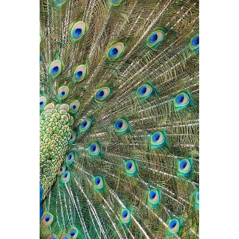 Peacock Feathers White Modern Wood Framed Art Print by Fitzharris, Tim