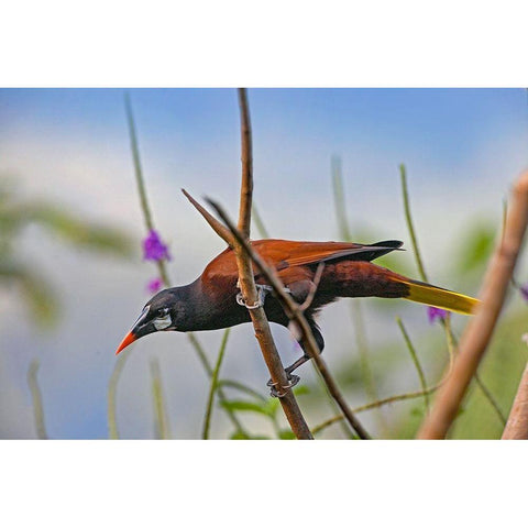 Montezuma Oropendola Black Modern Wood Framed Art Print with Double Matting by Fitzharris, Tim