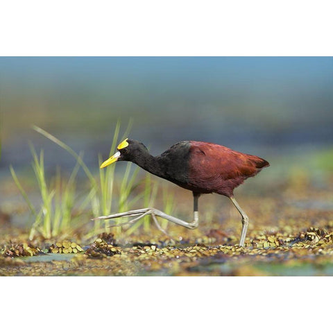 Northern Jacana I Black Modern Wood Framed Art Print with Double Matting by Fitzharris, Tim