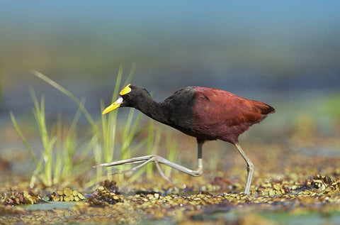 Northern Jacana I White Modern Wood Framed Art Print with Double Matting by Fitzharris, Tim