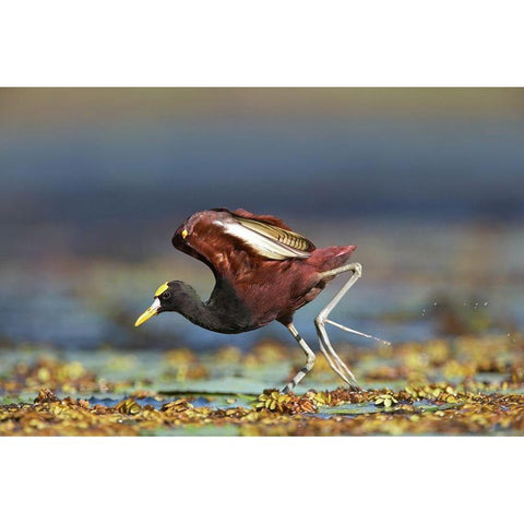 Northern Jacana II White Modern Wood Framed Art Print by Fitzharris, Tim