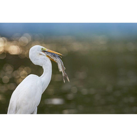 Great Egret with Fish Black Modern Wood Framed Art Print with Double Matting by Fitzharris, Tim