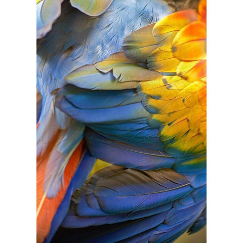 Scarlet Macaw Feathers Black Modern Wood Framed Art Print by Fitzharris, Tim