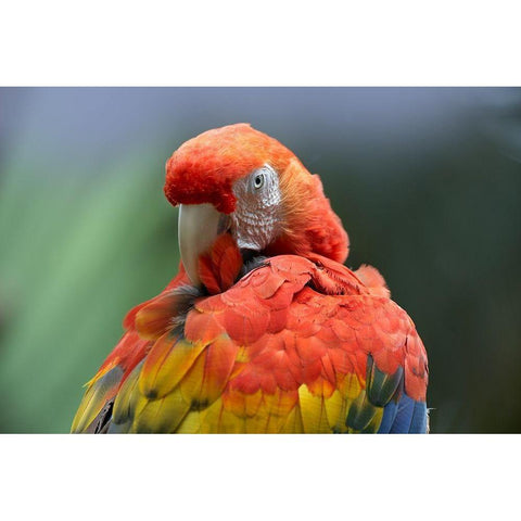 Scarlet Macaw Preening I White Modern Wood Framed Art Print by Fitzharris, Tim