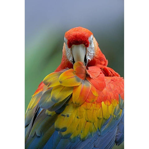 Scarlet Macaw Preening II Black Modern Wood Framed Art Print with Double Matting by Fitzharris, Tim