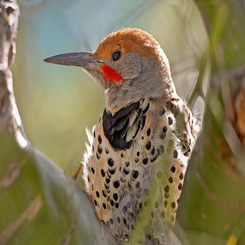 Northern Flicker Woodpecker White Modern Wood Framed Art Print with Double Matting by Fitzharris, Tim