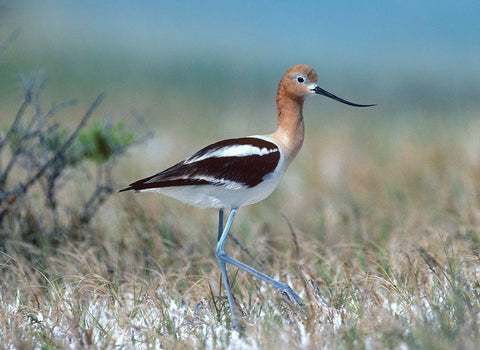 American Avocet White Modern Wood Framed Art Print with Double Matting by Fitzharris, Tim