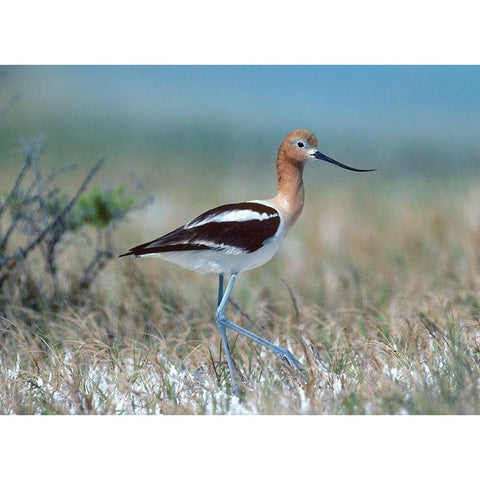 American Avocet White Modern Wood Framed Art Print by Fitzharris, Tim