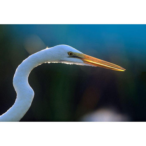 Great Egret Gold Ornate Wood Framed Art Print with Double Matting by Fitzharris, Tim