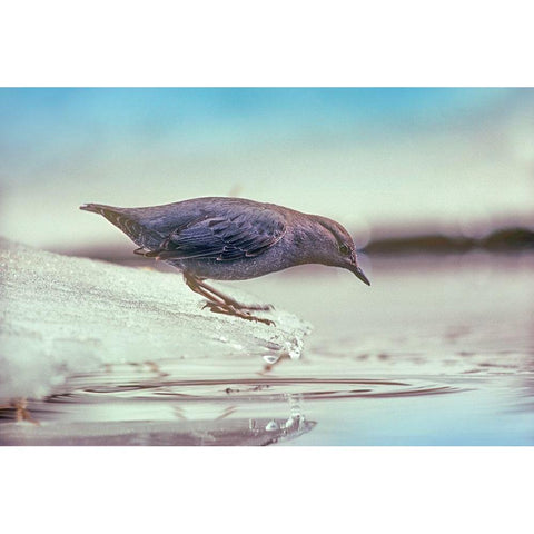 American Dipper Standing on Ice Gold Ornate Wood Framed Art Print with Double Matting by Fitzharris, Tim