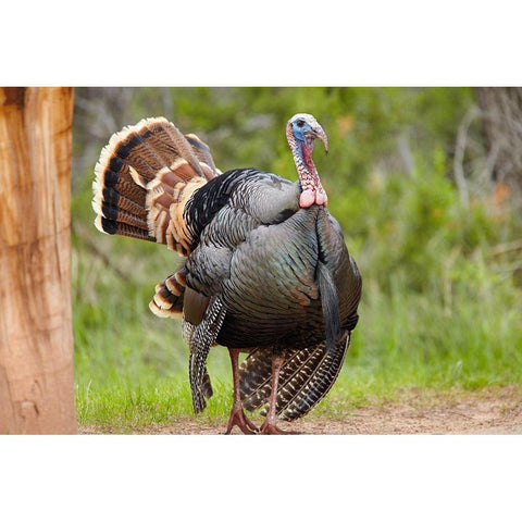 Wild Turkey Male White Modern Wood Framed Art Print by Fitzharris, Tim