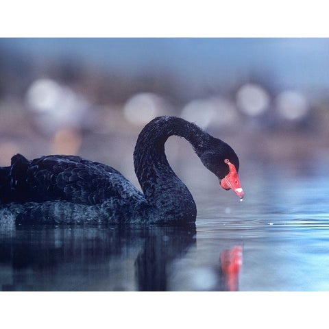 Black Swan-Vancouver-British Columbia Gold Ornate Wood Framed Art Print with Double Matting by Fitzharris, Tim