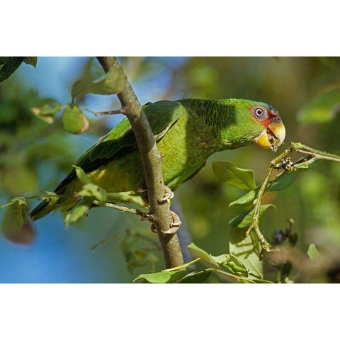 White-fronted Parrot Black Modern Wood Framed Art Print with Double Matting by Fitzharris, Tim