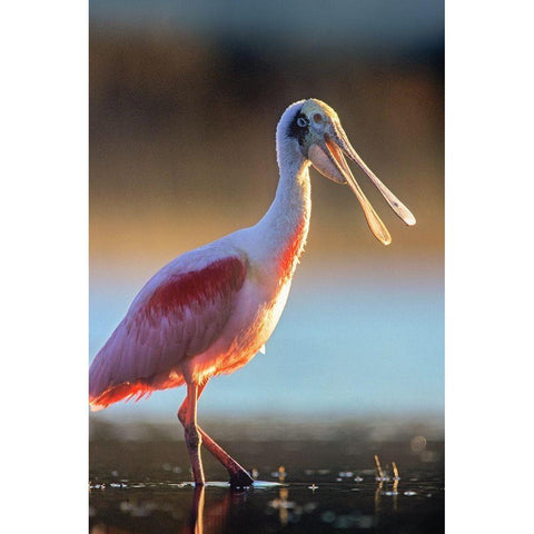 Roseate Spoonbill Black Modern Wood Framed Art Print with Double Matting by Fitzharris, Tim