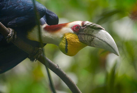 Wreathed Hornbill Malaysia I White Modern Wood Framed Art Print with Double Matting by Fitzharris, Tim