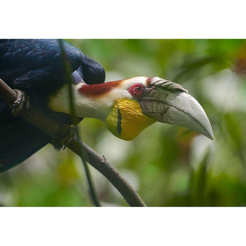 Wreathed Hornbill Malaysia I Black Modern Wood Framed Art Print with Double Matting by Fitzharris, Tim