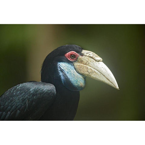 Wreathed Hornbill Malaysia Female Gold Ornate Wood Framed Art Print with Double Matting by Fitzharris, Tim