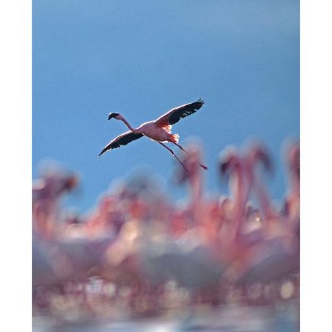 Lesser Flamingo White Modern Wood Framed Art Print by Fitzharris, Tim