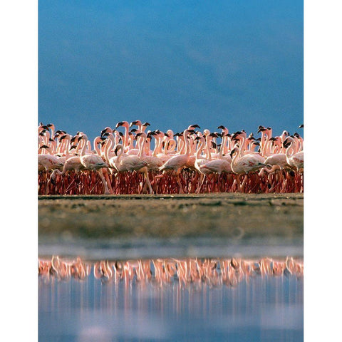 Lesser Flamingos over Lake Magadi Kenya White Modern Wood Framed Art Print by Fitzharris, Tim