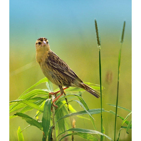 Bobolink Female in Summer Meadow I Black Modern Wood Framed Art Print with Double Matting by Fitzharris, Tim