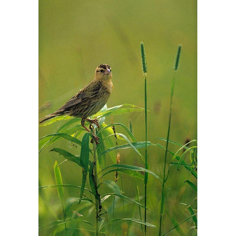 Bobolink Female in Summer Meadow II Black Modern Wood Framed Art Print with Double Matting by Fitzharris, Tim