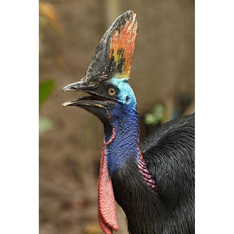 Cassowary White Modern Wood Framed Art Print by Fitzharris, Tim