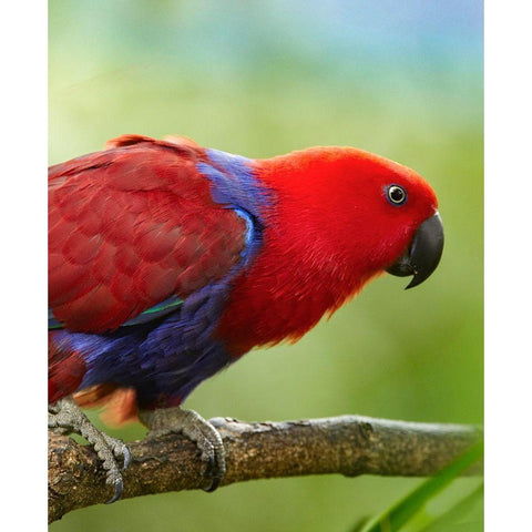 Eclectus Parrot Female White Modern Wood Framed Art Print by Fitzharris, Tim