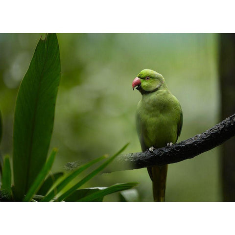 Indian Rose-ringed Parakeet I White Modern Wood Framed Art Print by Fitzharris, Tim