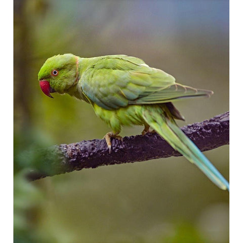 Indian Rose-ringed Parakeet II Black Modern Wood Framed Art Print by Fitzharris, Tim