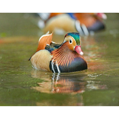 Mandarin Duck Male I Black Modern Wood Framed Art Print by Fitzharris, Tim