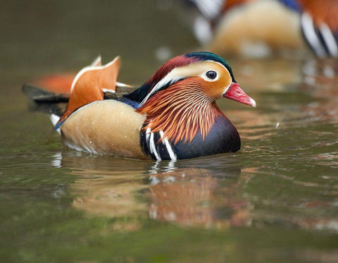 Mandarin Duck Male II White Modern Wood Framed Art Print with Double Matting by Fitzharris, Tim