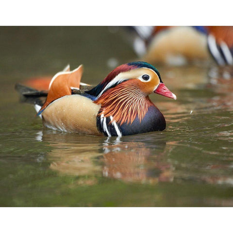 Mandarin Duck Male II White Modern Wood Framed Art Print by Fitzharris, Tim