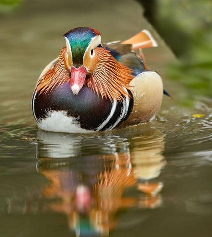 Mandarin Duck Male III White Modern Wood Framed Art Print with Double Matting by Fitzharris, Tim