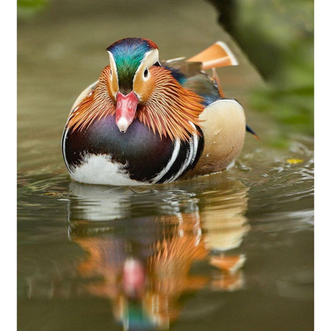 Mandarin Duck Male III White Modern Wood Framed Art Print by Fitzharris, Tim