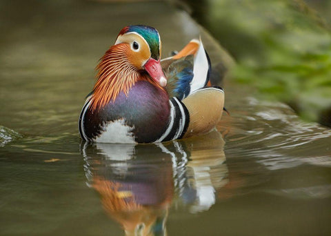 Mandarin Duck Male IV White Modern Wood Framed Art Print with Double Matting by Fitzharris, Tim