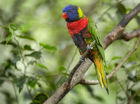 Rainbow Lory Green Naped Lory White Modern Wood Framed Art Print with Double Matting by Fitzharris, Tim