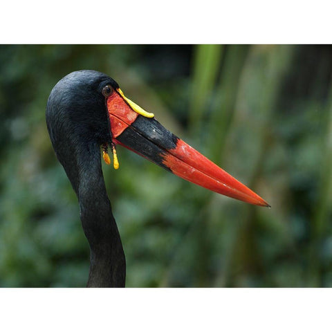 Saddle-billed Stork-Kenya I Black Modern Wood Framed Art Print by Fitzharris, Tim