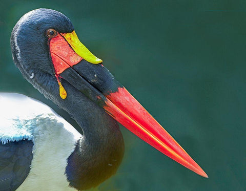 Saddle-billed Stork-Kenya II White Modern Wood Framed Art Print with Double Matting by Fitzharris, Tim