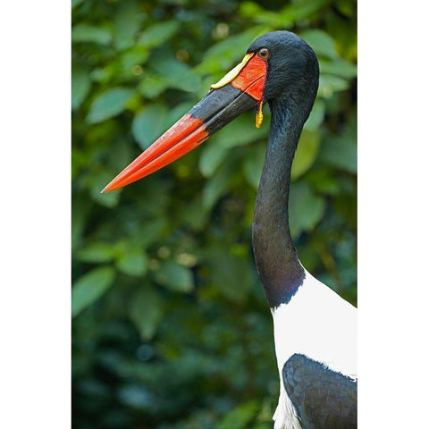 Saddle-billed Stork-Kenya III Black Modern Wood Framed Art Print with Double Matting by Fitzharris, Tim