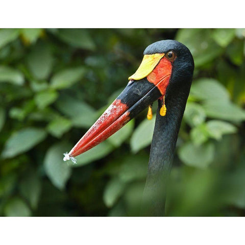 Saddle-billed Stork-Kenya IV Black Modern Wood Framed Art Print with Double Matting by Fitzharris, Tim