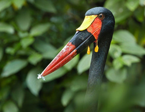 Saddle-billed Stork-Kenya IV White Modern Wood Framed Art Print with Double Matting by Fitzharris, Tim