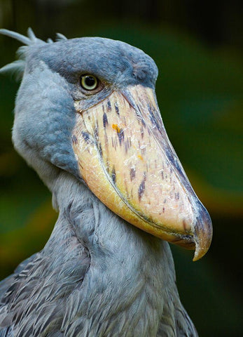 Shoe-billed Stork II Black Ornate Wood Framed Art Print with Double Matting by Fitzharris, Tim