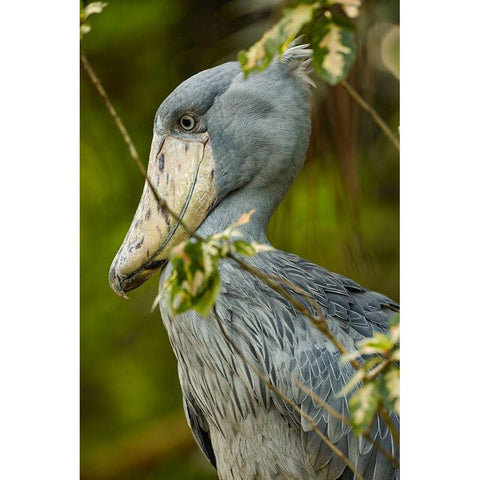 Shoe-billed Stork IV Black Modern Wood Framed Art Print by Fitzharris, Tim