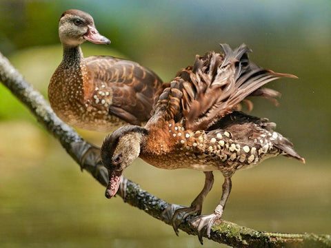 White Spotted Tree Ducks Black Ornate Wood Framed Art Print with Double Matting by Fitzharris, Tim