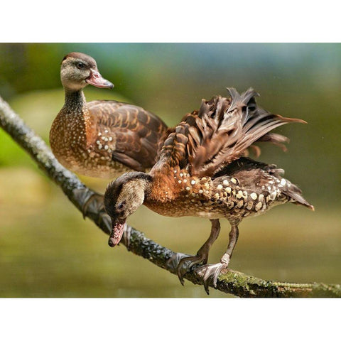 White Spotted Tree Ducks White Modern Wood Framed Art Print by Fitzharris, Tim