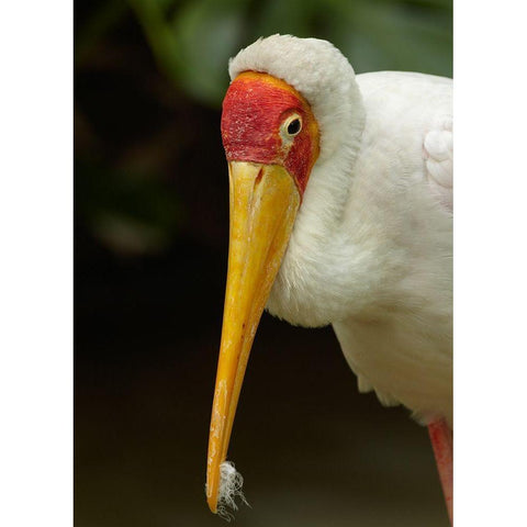 Yellow-billed Stork Gold Ornate Wood Framed Art Print with Double Matting by Fitzharris, Tim