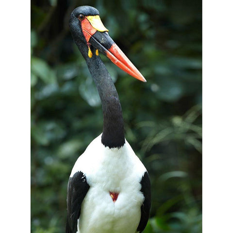 Saddle-billed Stork-Kenya White Modern Wood Framed Art Print by Fitzharris, Tim